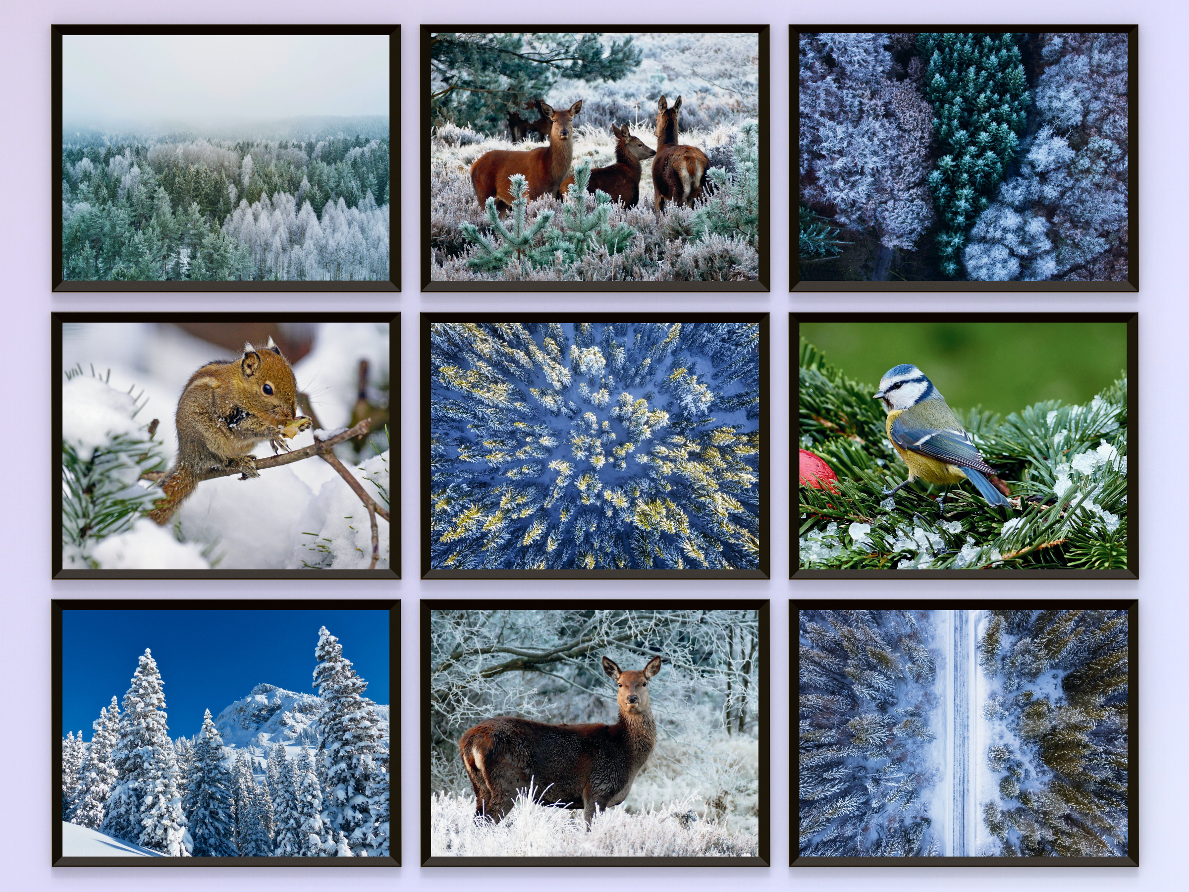 Winter Forest