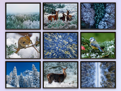 Winter Forest