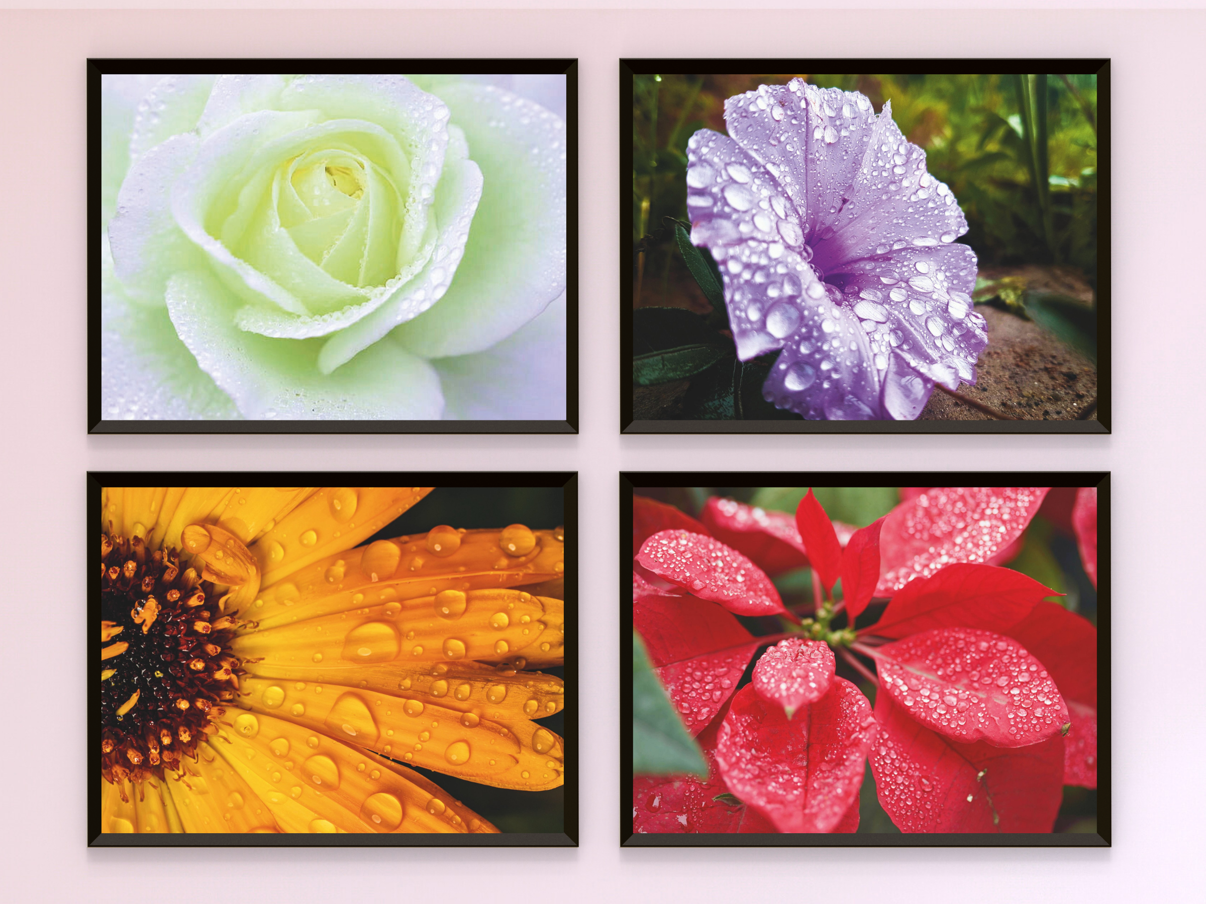 Wassertropfen auf Blüten