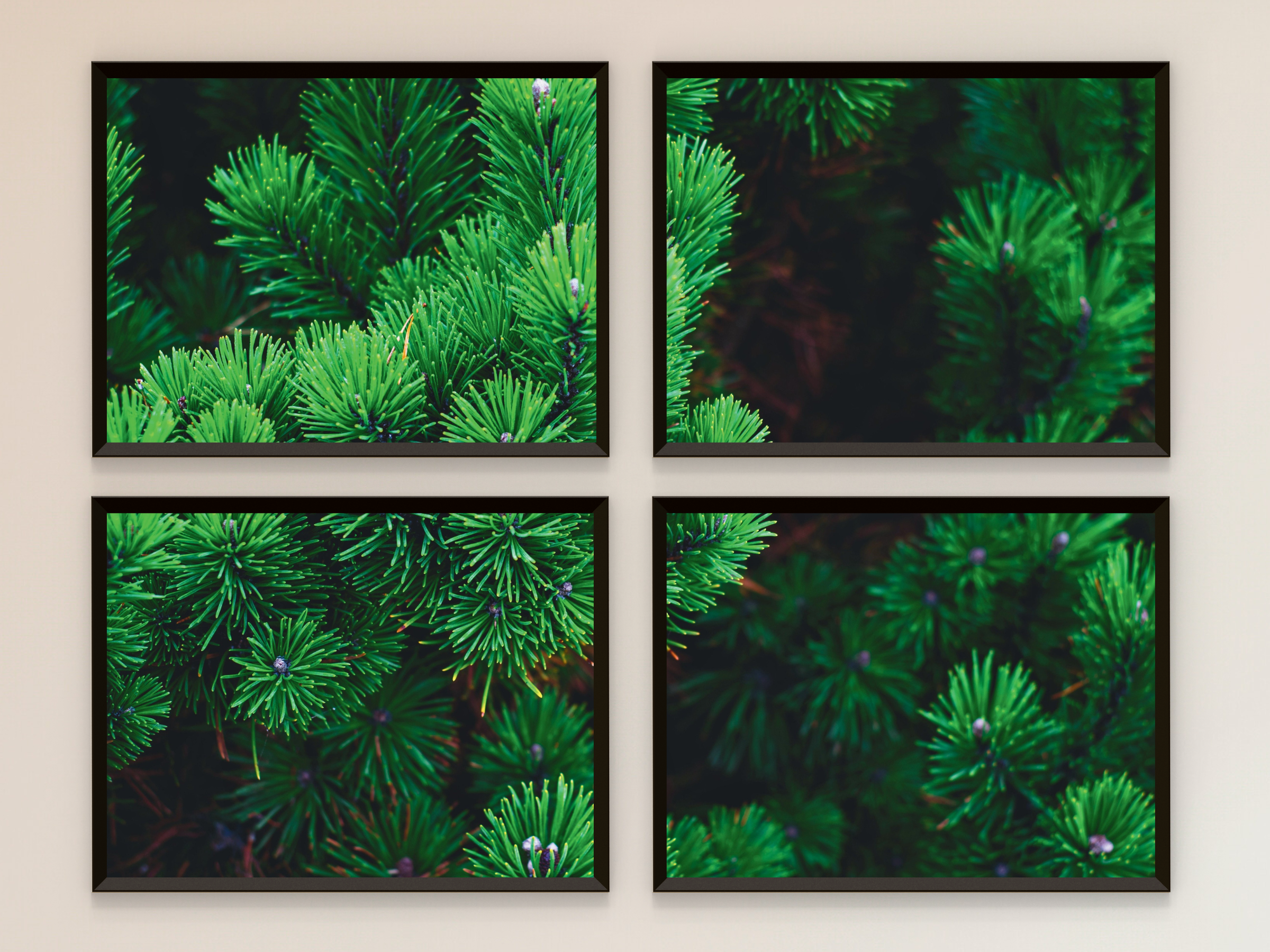 photographie de conifères fendus