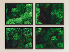 Nadelbaum-Split-Fotografie