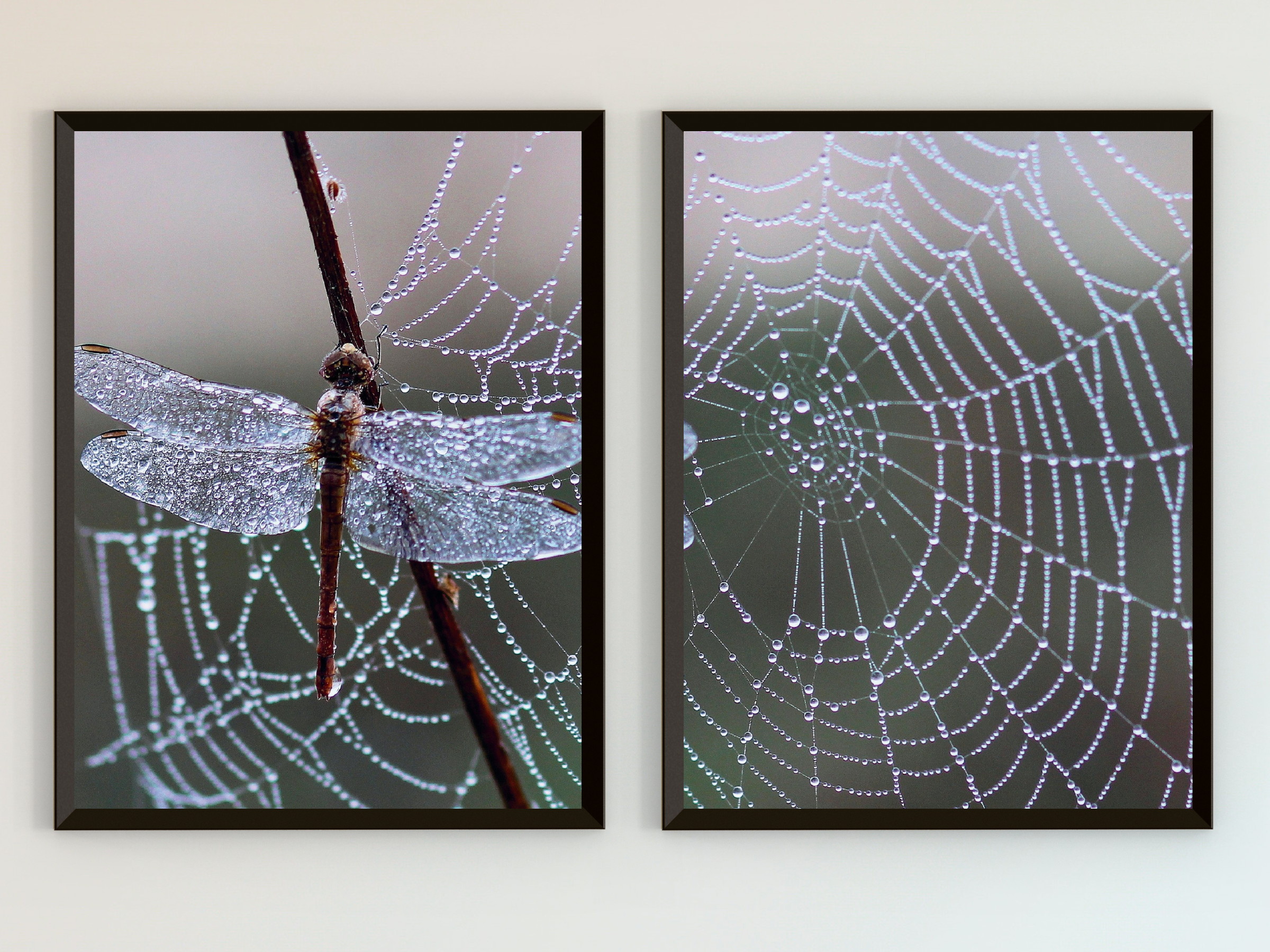 Fliege im Spinnennetz-Split-Fotografie