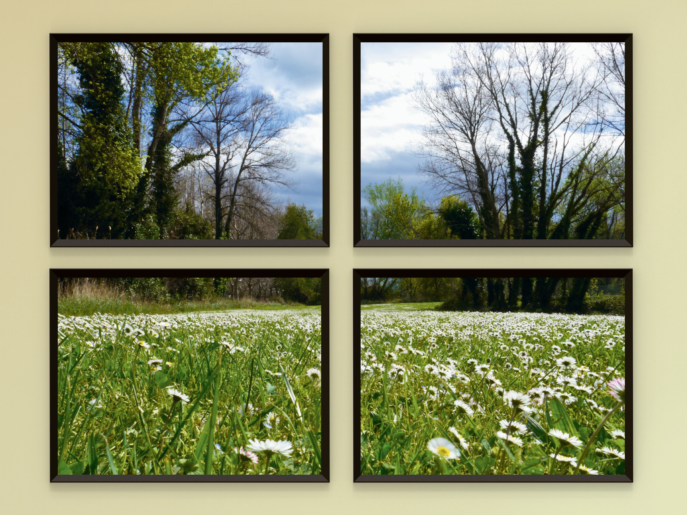 Gänseblümchenwiese-Split-Fotografie