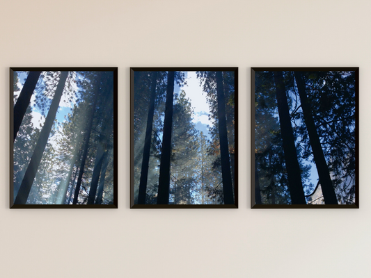 Blick durch die Bäume-Triptychon-Fotografie