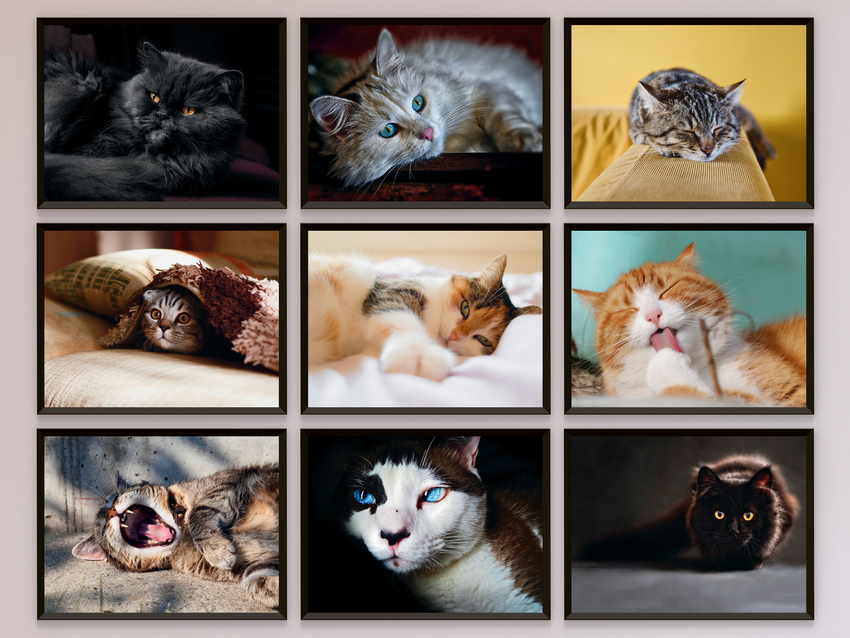 Katzen