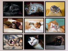 Katzen