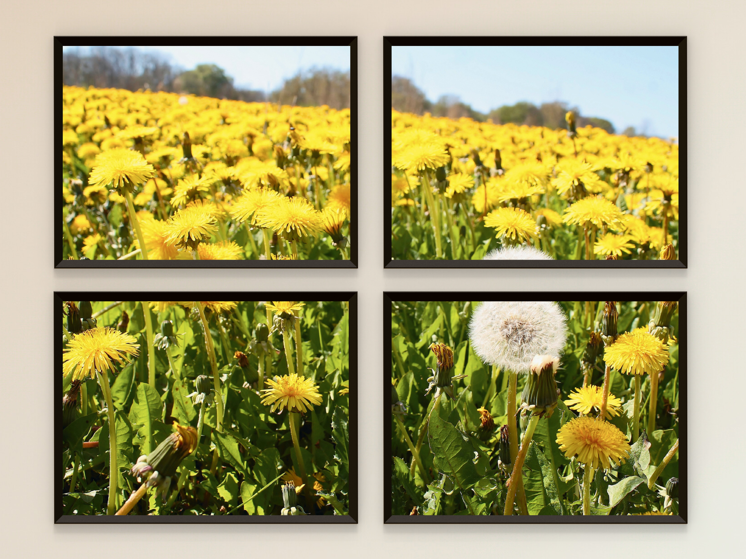 Buttercup Field-Split-Photography
