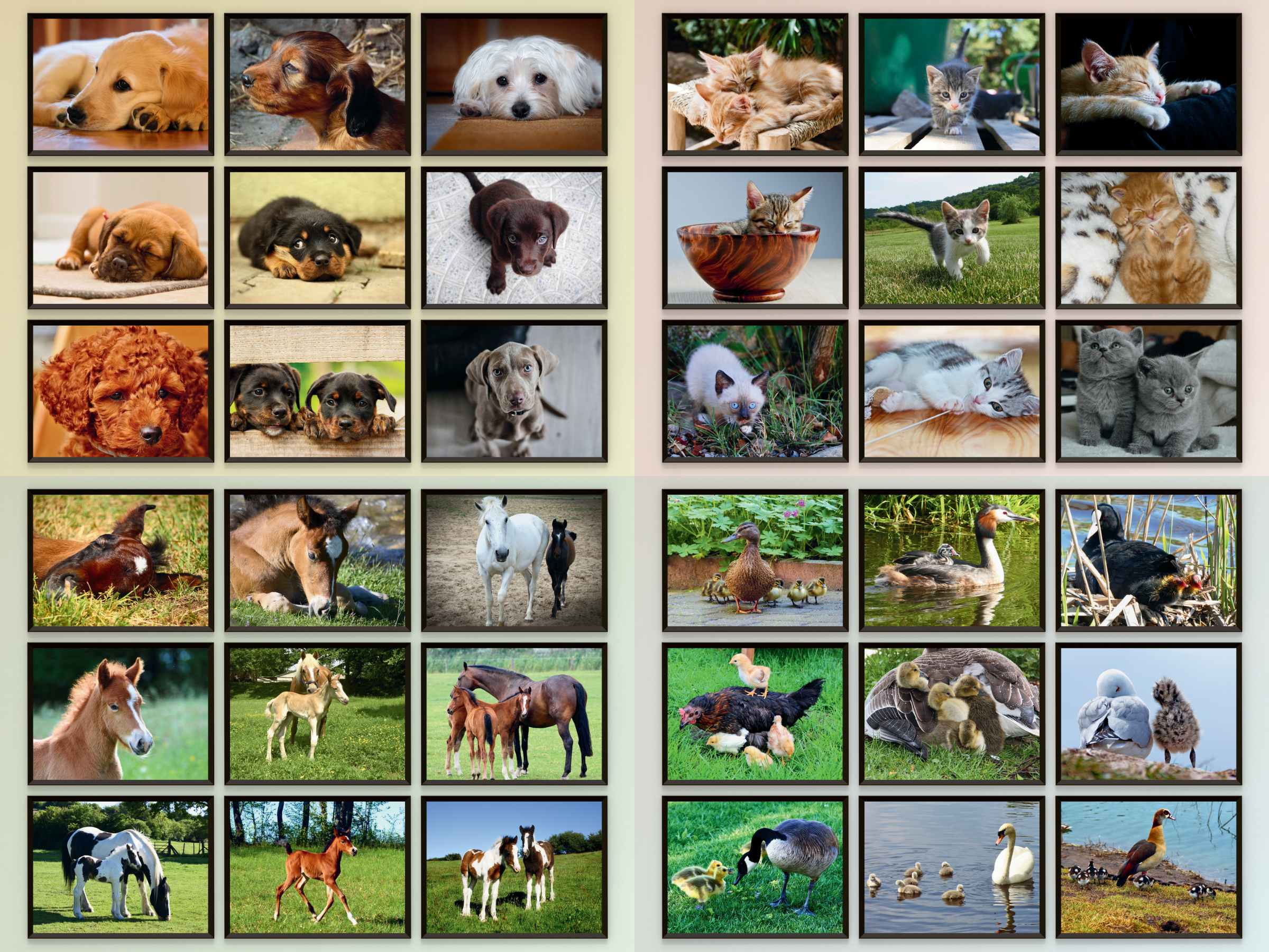 Bébés animaux (paquet)