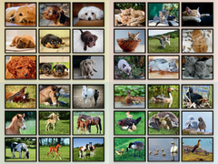 Tierkinder (Bundle)