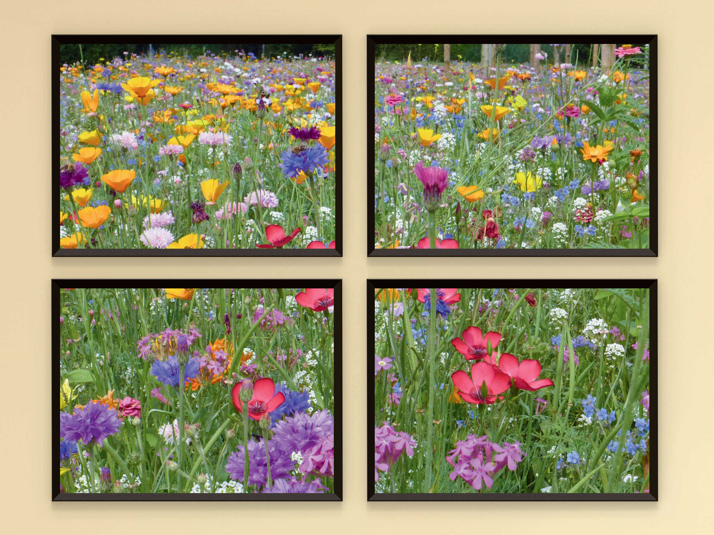 Bunte Blumenwiese-Split-Fotografie