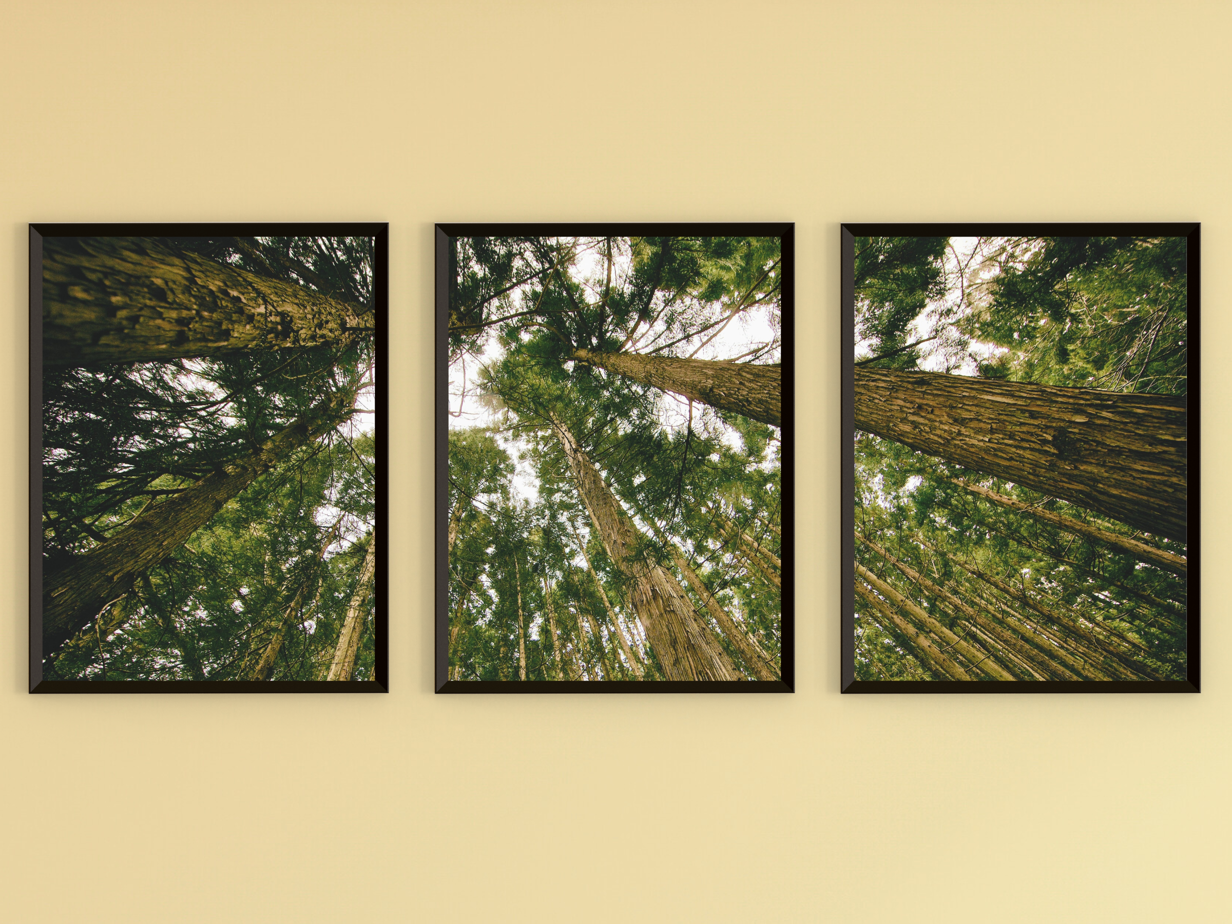 Blick in die Bäume-Triptychon-Fotografie