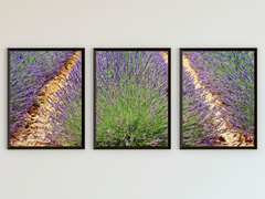 Lavender Field-Triptych-Photography