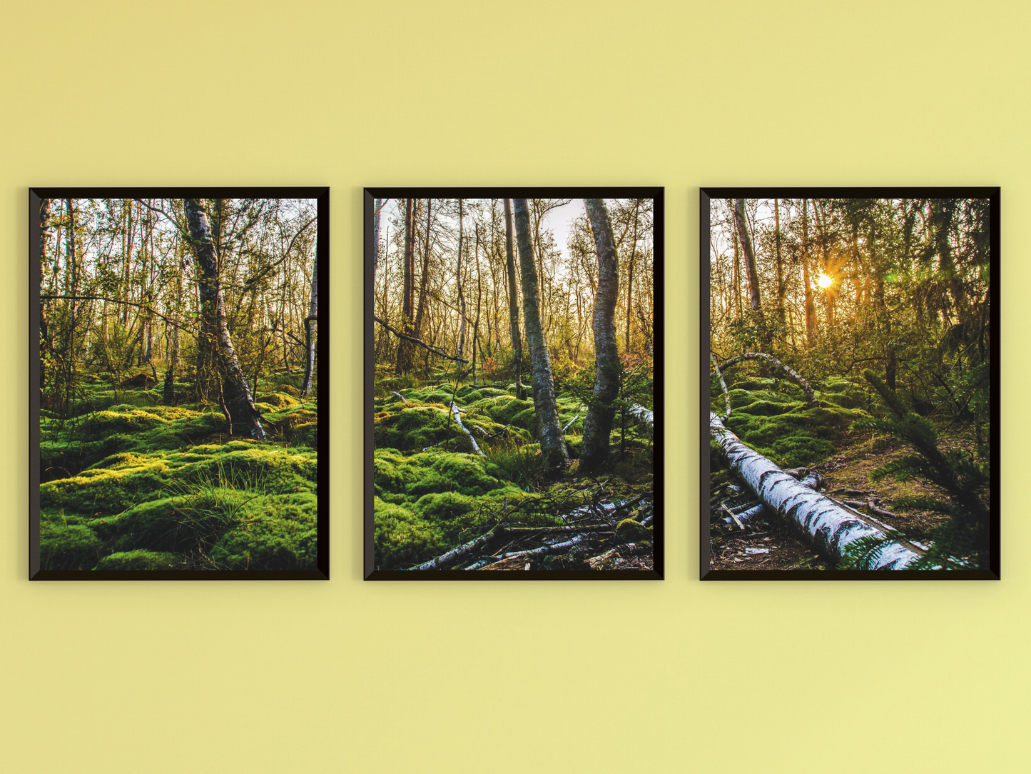 Spaziergang im Wald-Triptychon-Fotografie