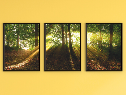 Waldlichtblick-Triptychon-Fotografie