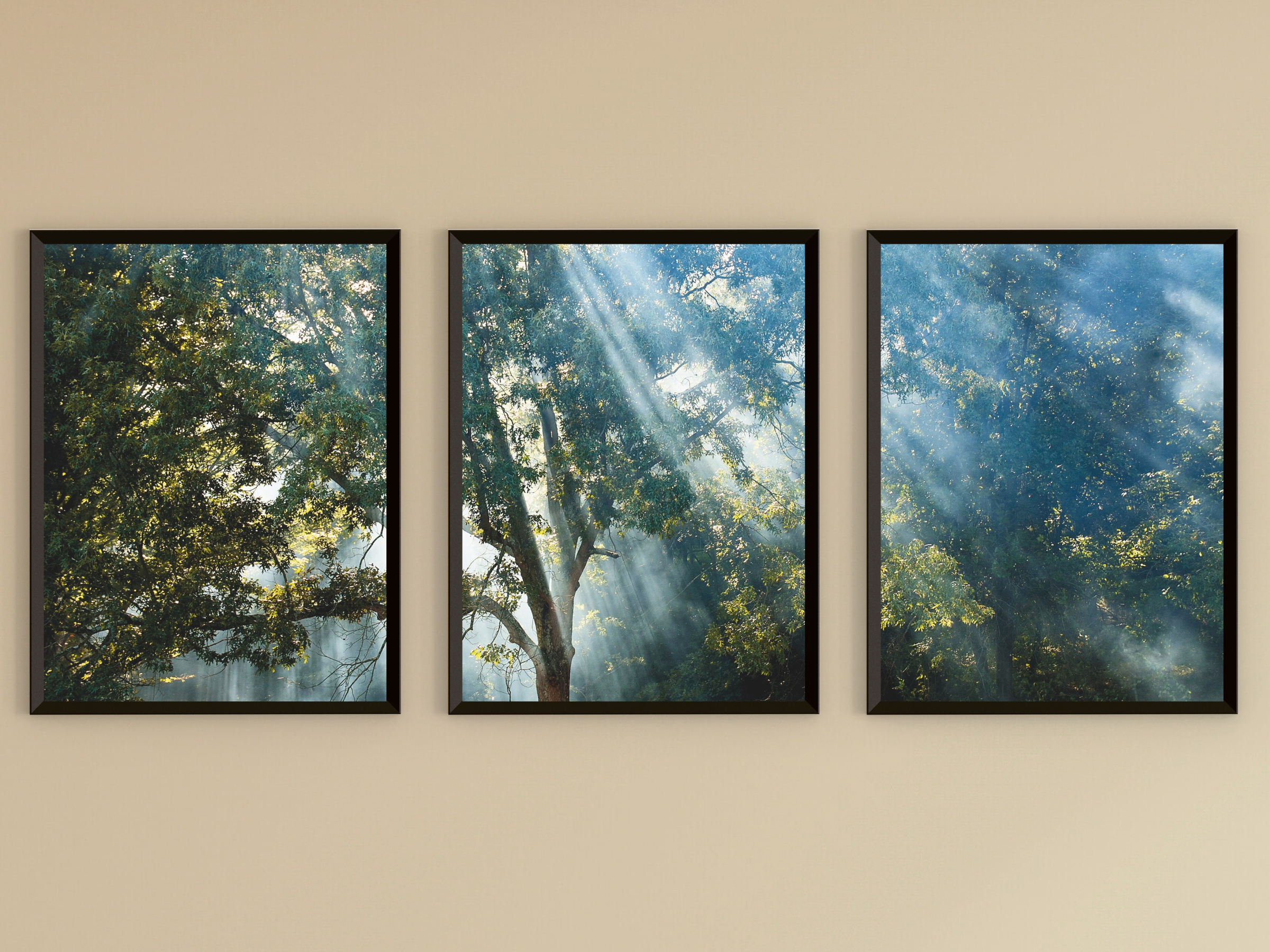 photographie en triptyque de forêt et de rayons de soleil