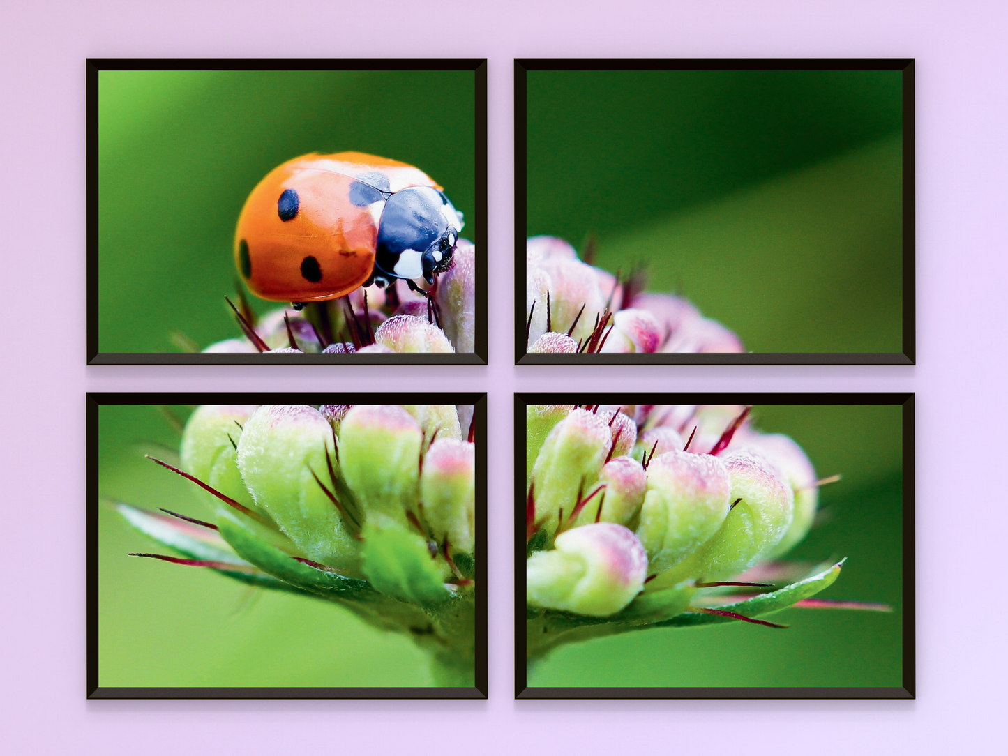 Marienkäfer auf Blume-Split-Fotografie