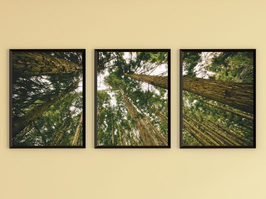 Blick in die Bäume-Triptychon-Fotografie