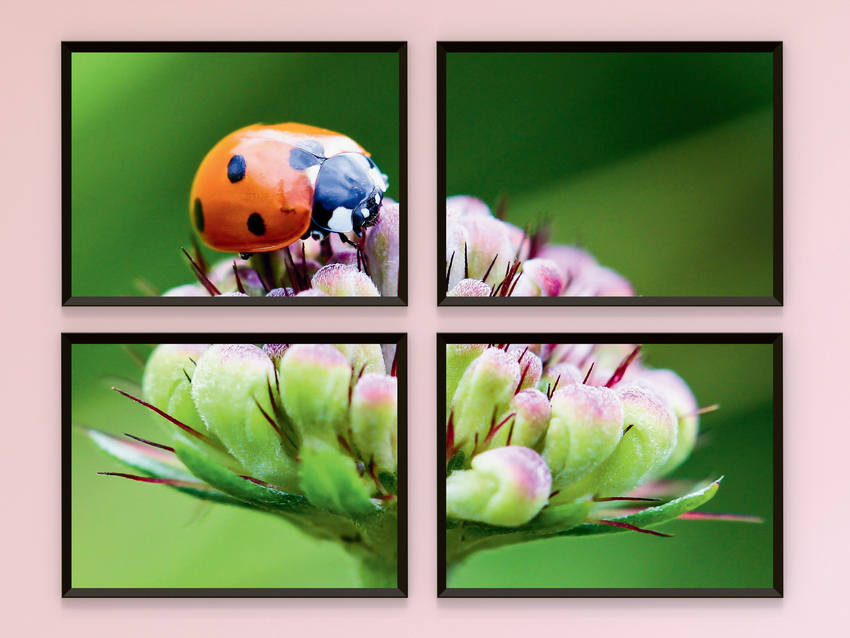 Ladybug on flower split photography