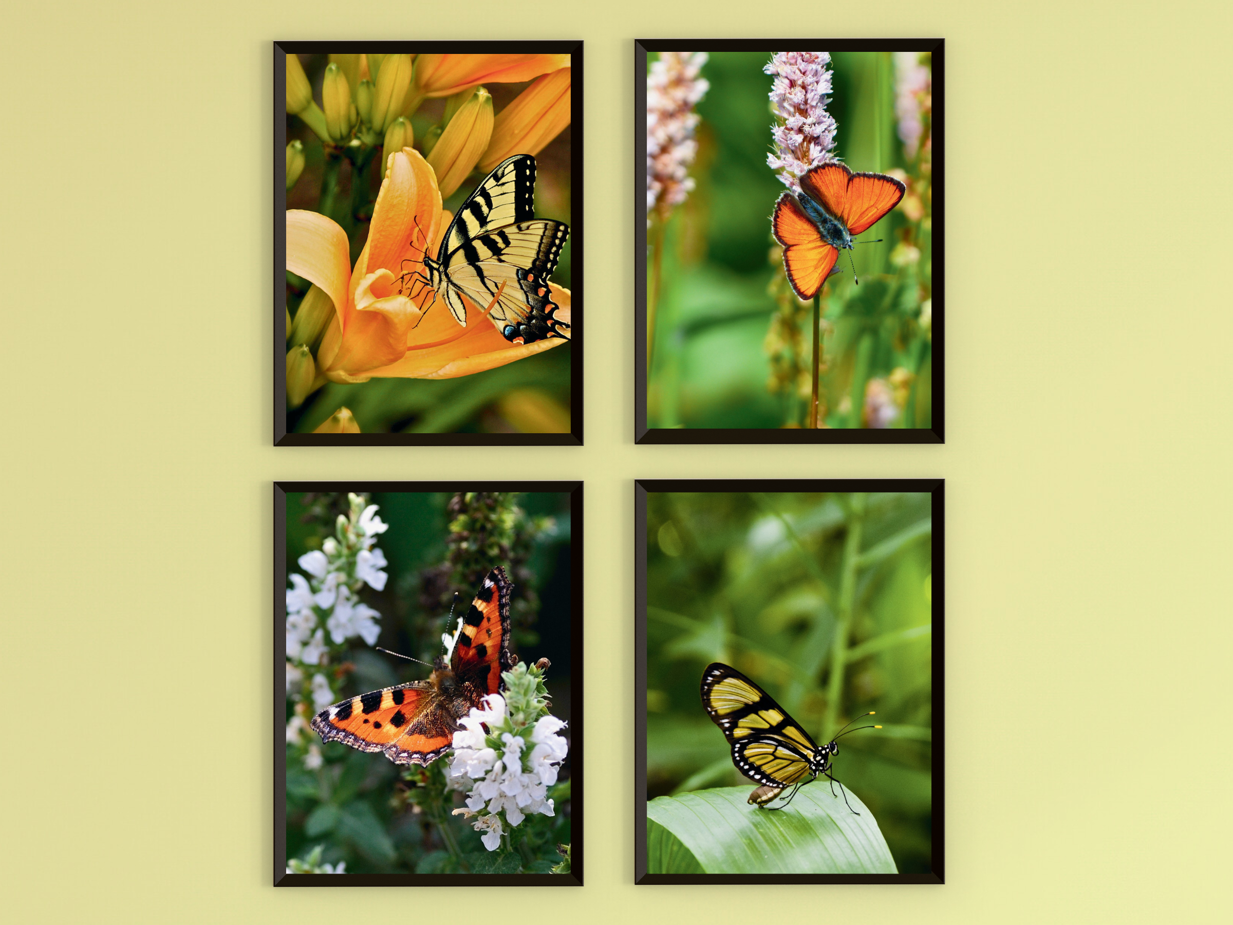 Butterflies