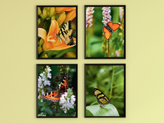 Butterflies
