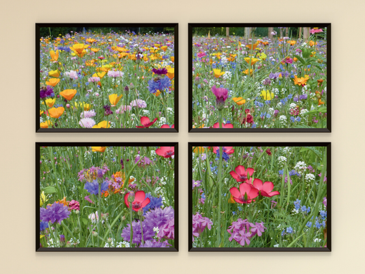 Bunte Blumenwiese-Split-Fotografie