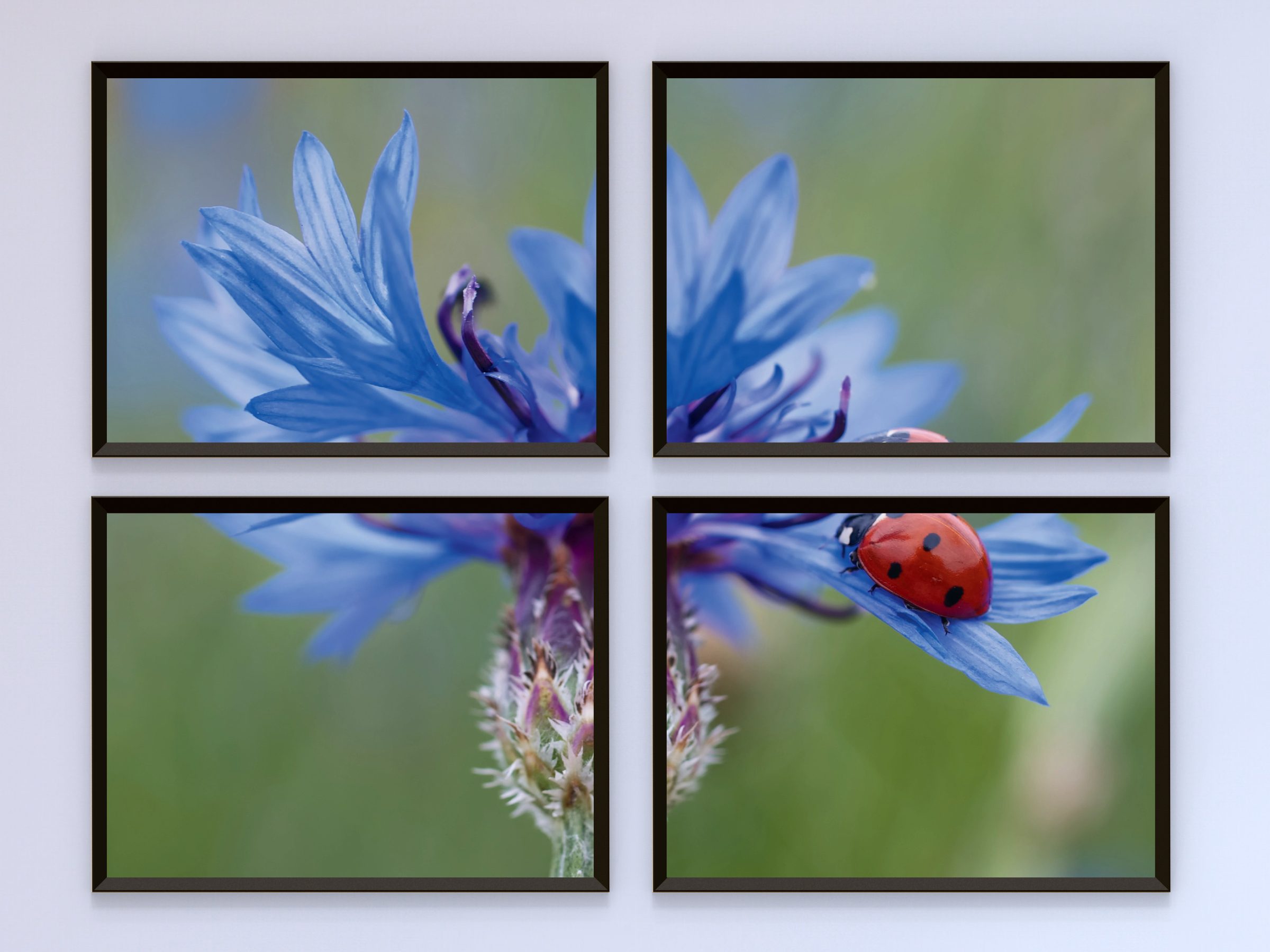 Marienkäfer auf blauer Kornblume-Split-Fotografie
