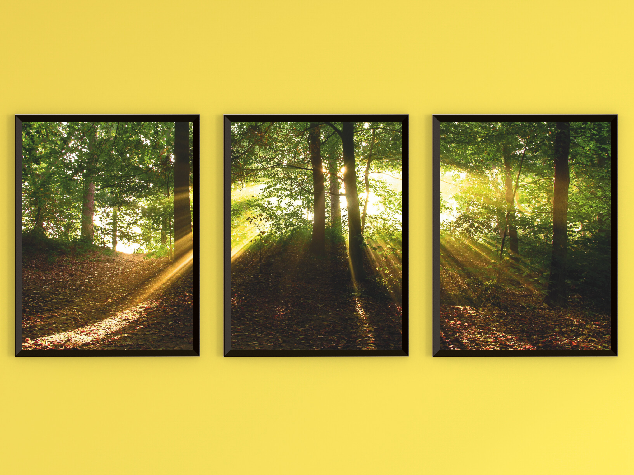 Waldlichtblick-Triptychon-Fotografie