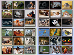 Tiere (Bundle)