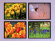 Blüten im Frühling-Fotografie