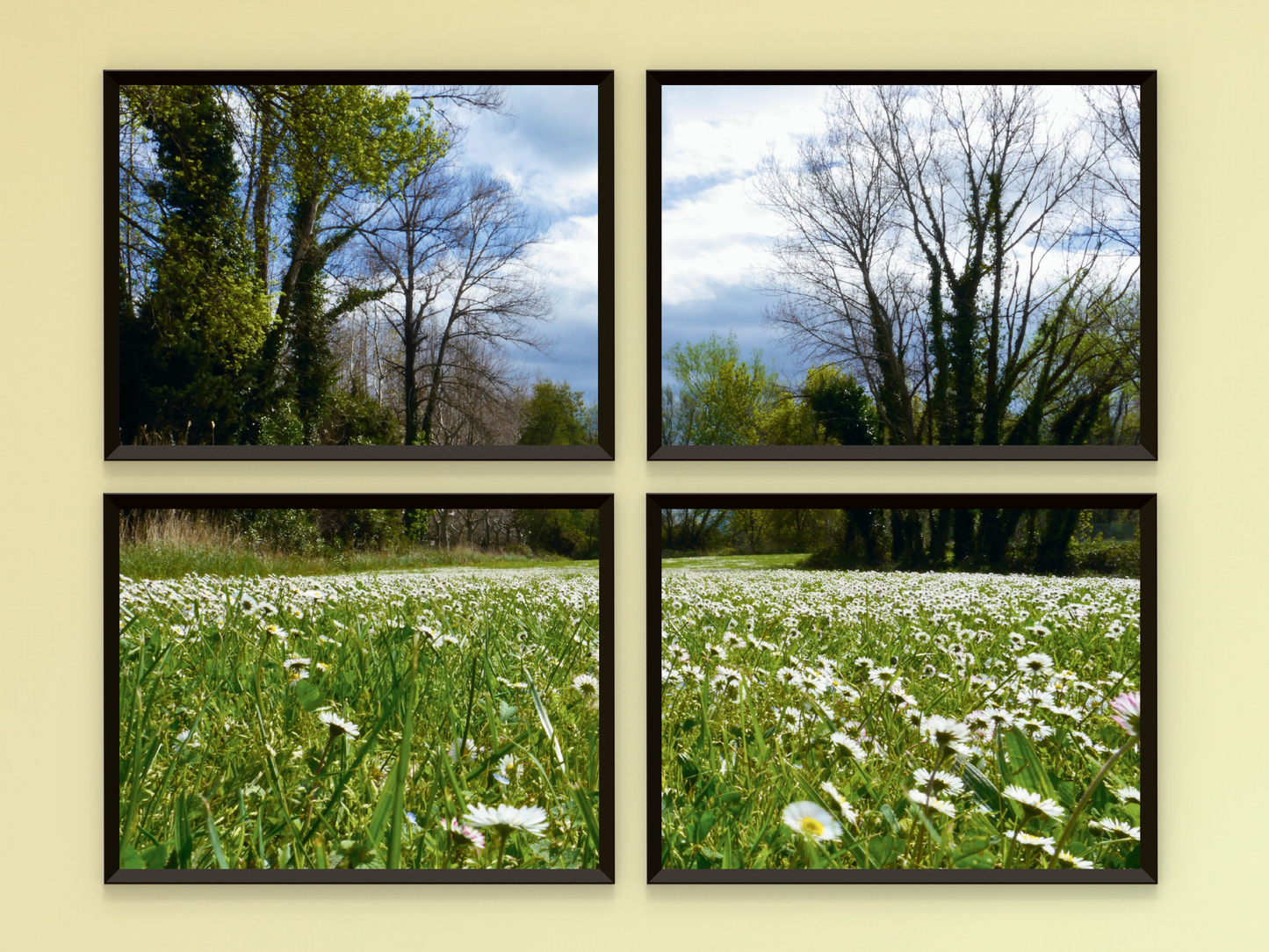 Gänseblümchenwiese-Split-Fotografie