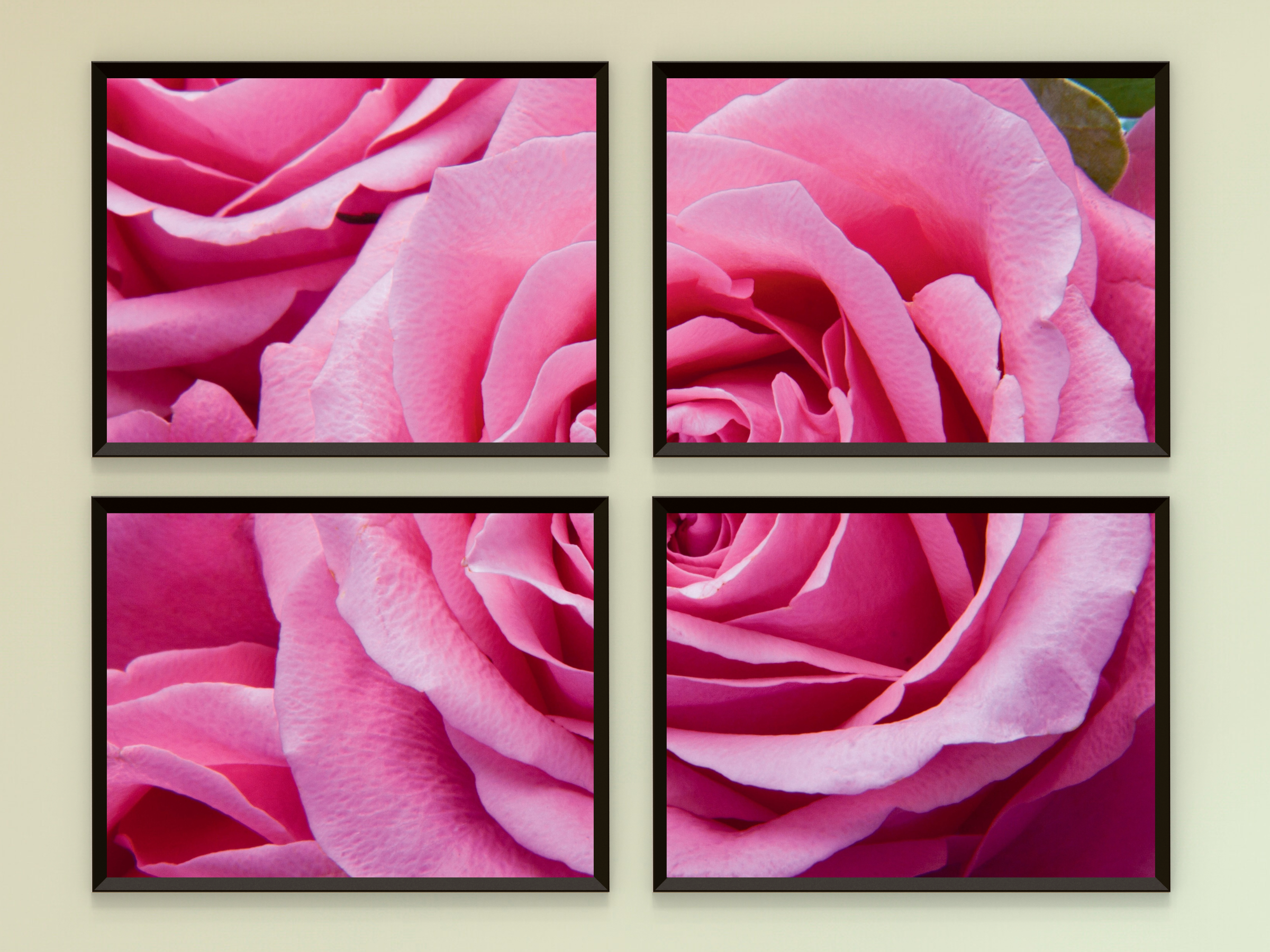 Pink Roses-Split-Photography