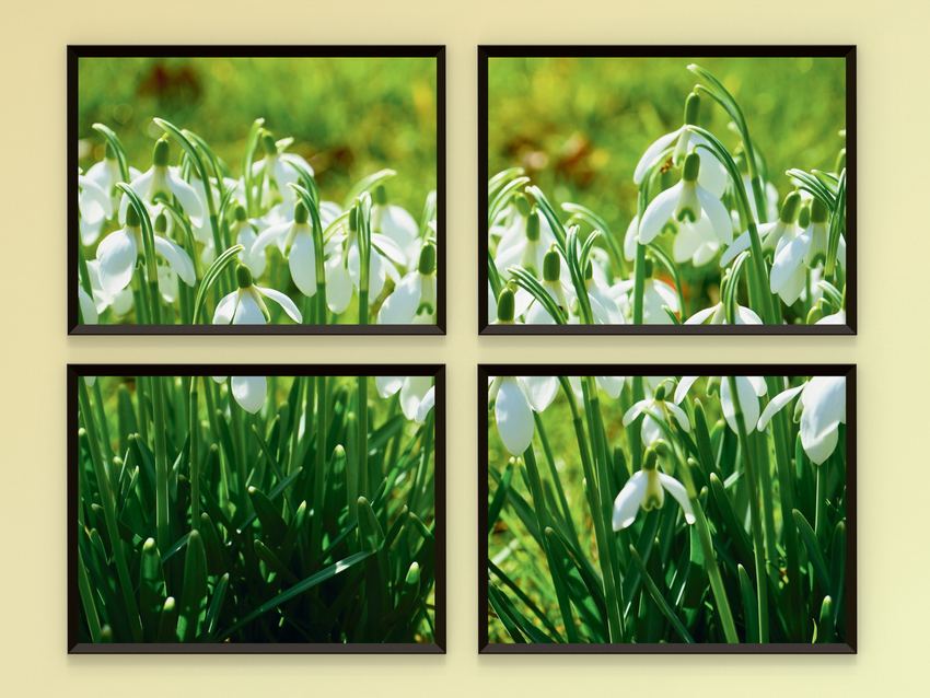 Snowdrop Meadow-Split-Photography