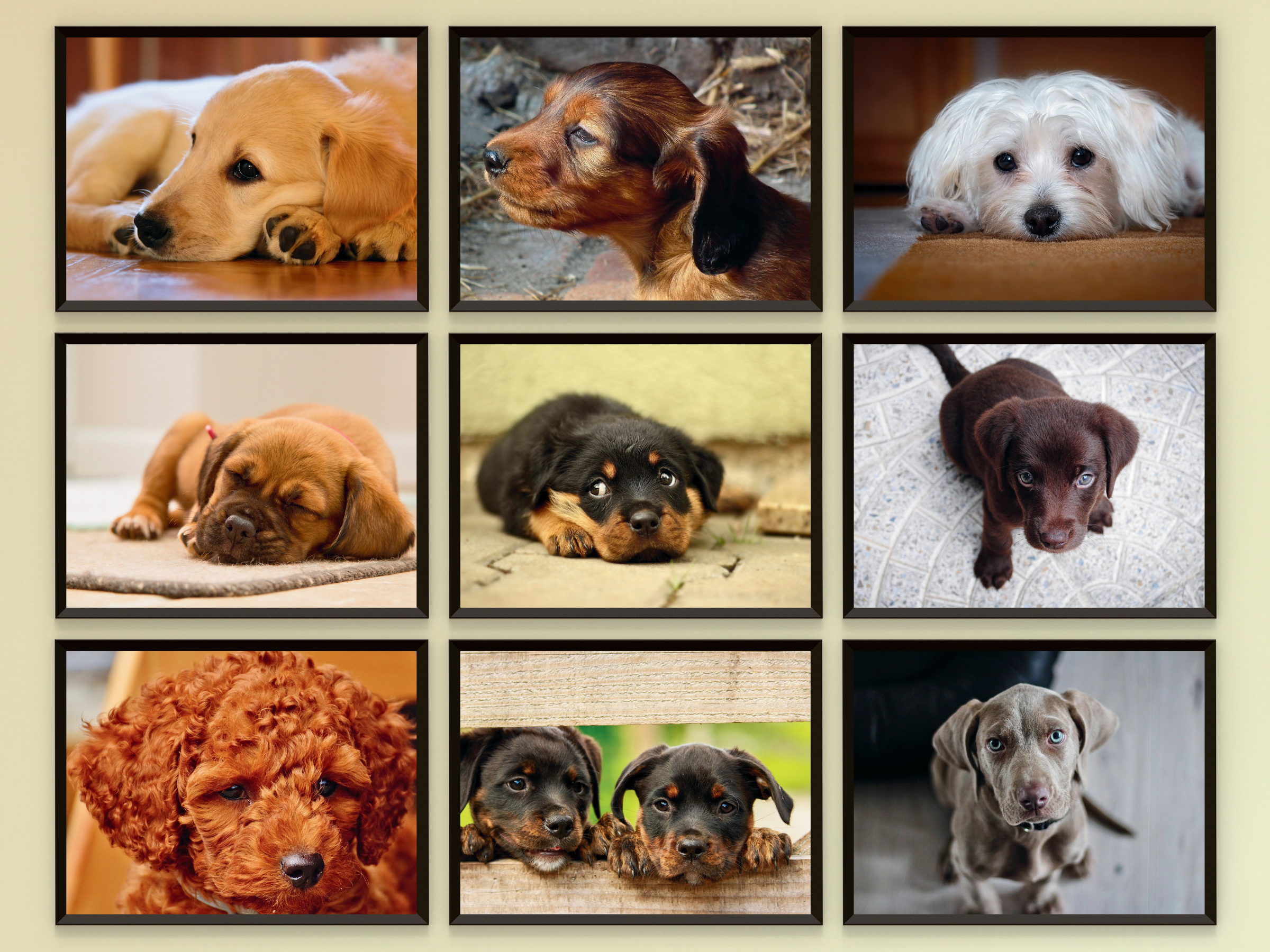 Hundekinder