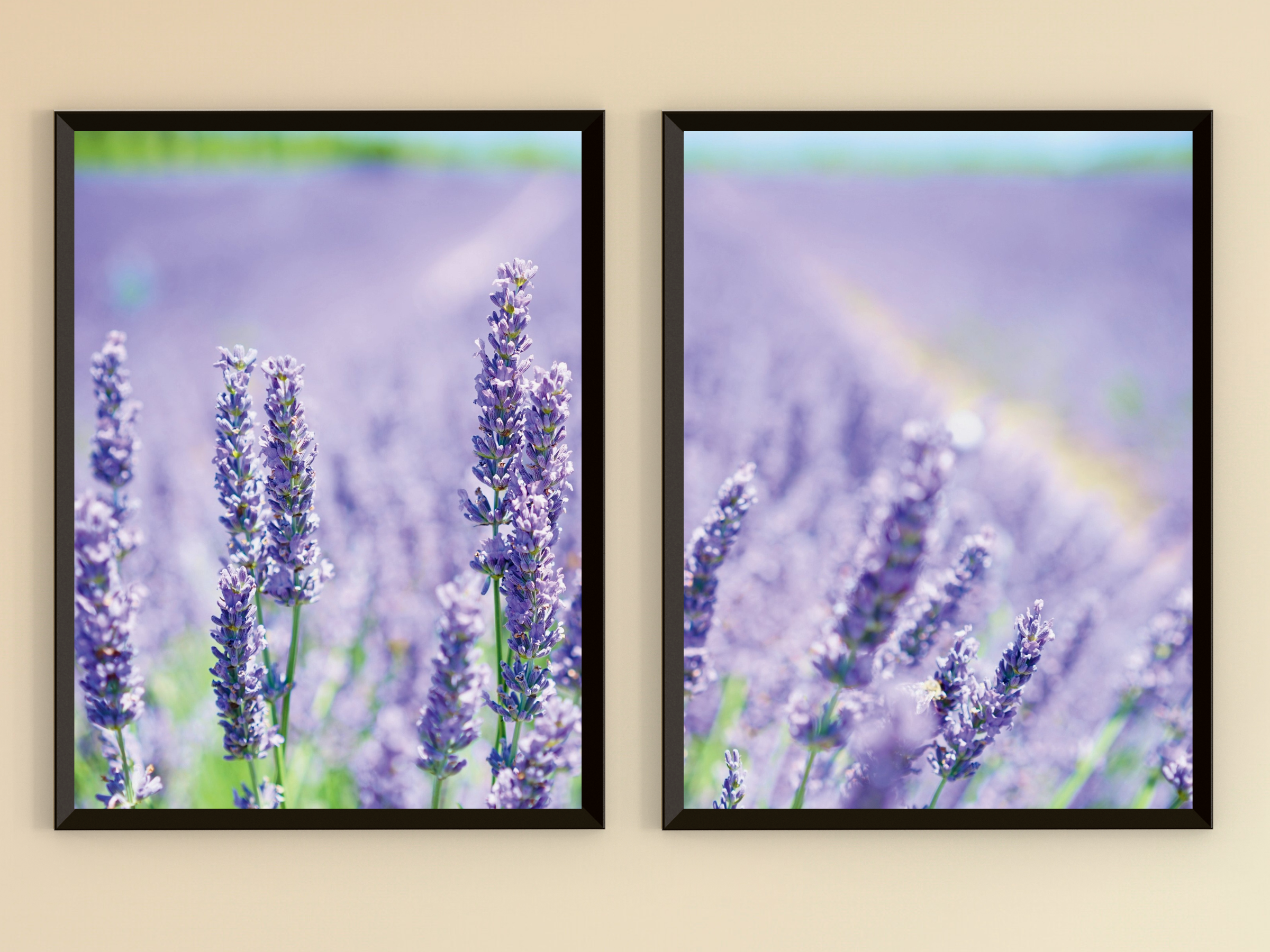 ein Feld voll Lavendel-Split-Fotografie