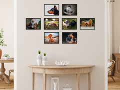 Tiere (Bundle)