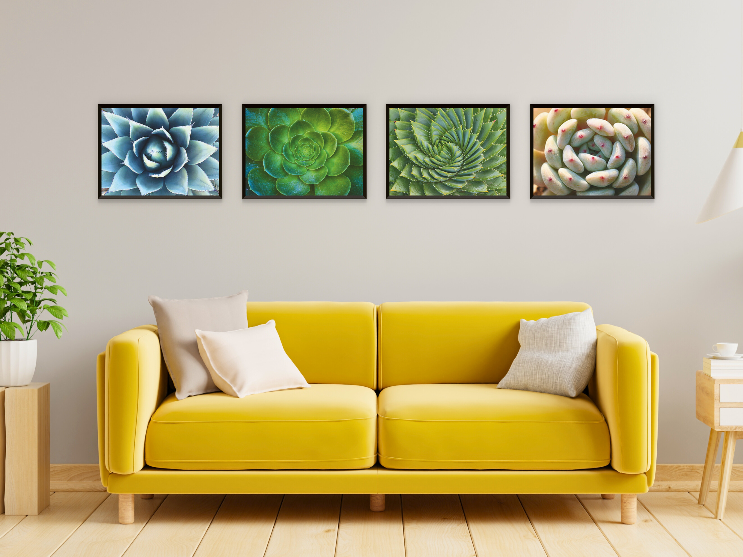Kakteenvariationen-Fotografie