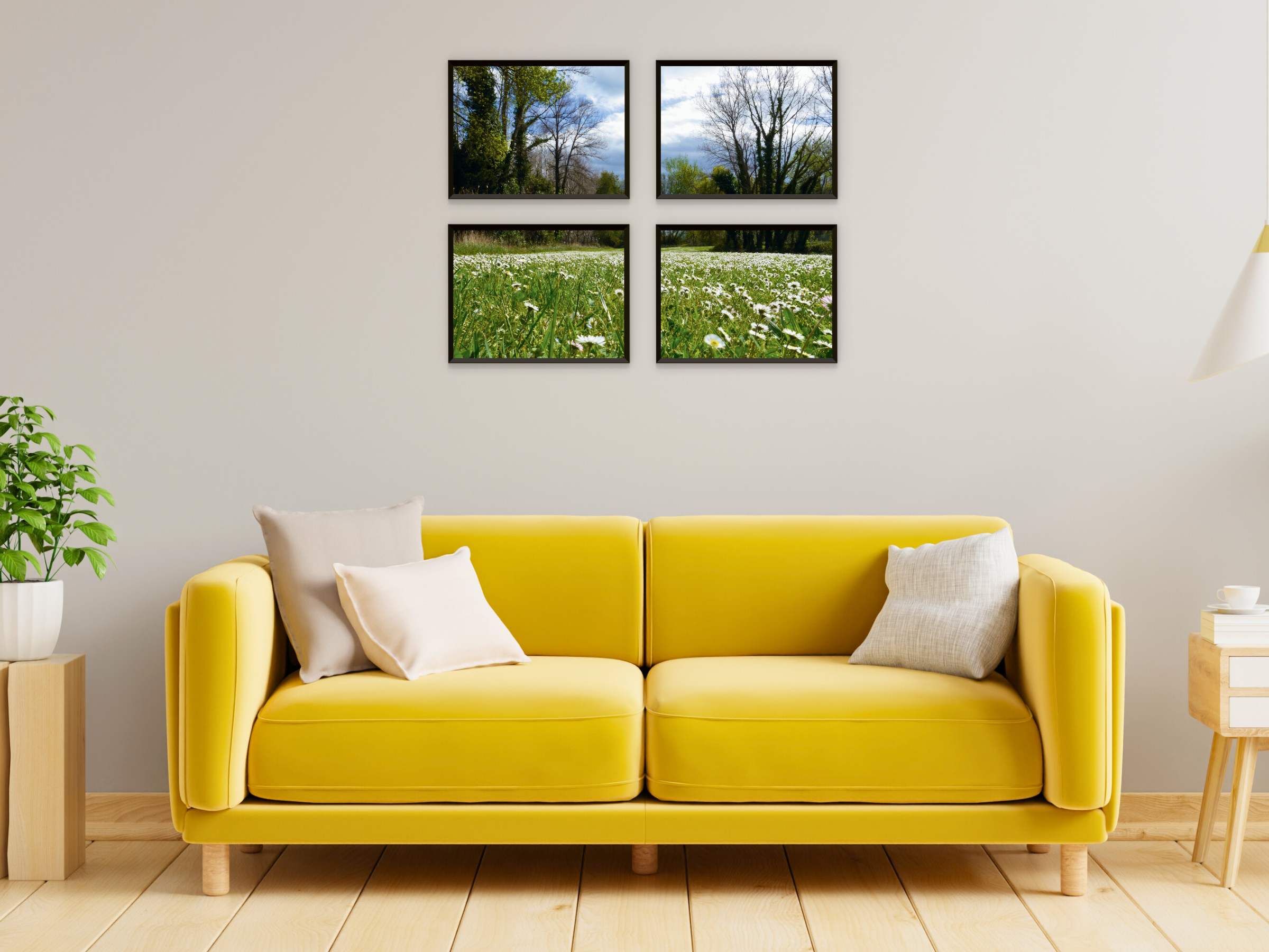 photographie de prairie de marguerites