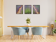 Lavendelfeld-Triptychon-Fotografie
