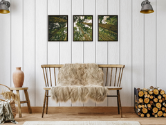 View into the Trees-Triptych-Photography