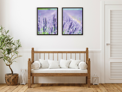 A Field of Lavender-Split-Photography