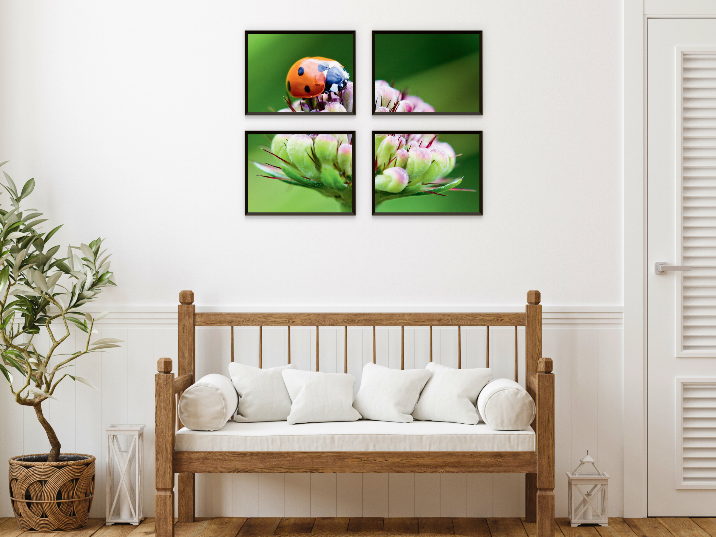 Coccinelle sur une fleur fendue photographie