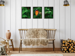 Schmetterling auf Blüte-Triptychon-Fotografie