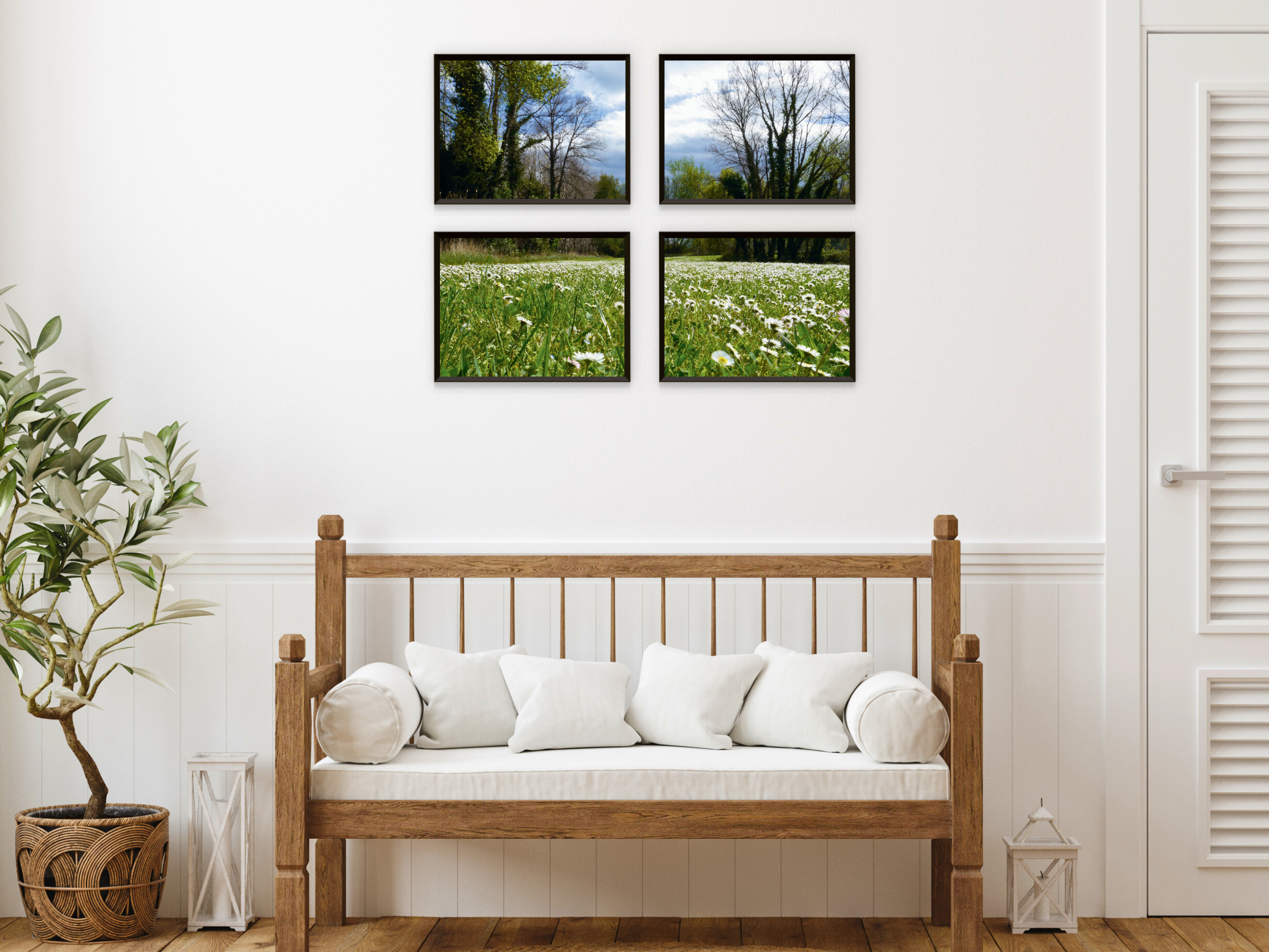 photographie de prairie de marguerites