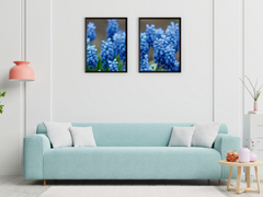 grape hyacinth split photography