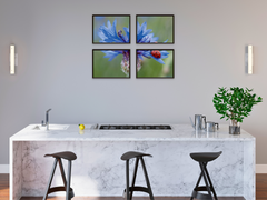 Marienkäfer auf blauer Kornblume-Split-Fotografie